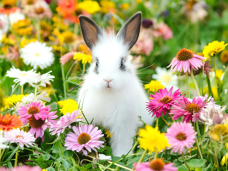 お花畑の中にいるかわいい子ウサギ