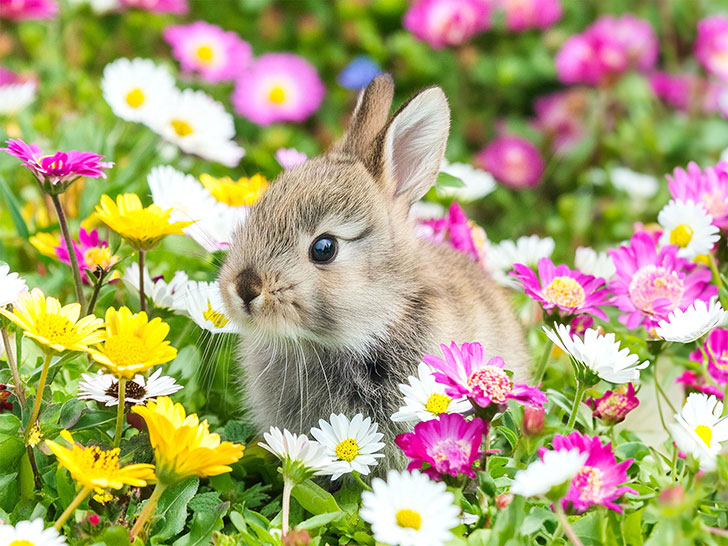 お花畑の中にいるかわいい子ウサギ