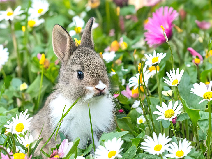 お花畑の中にいるかわいい子ウサギ