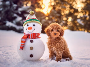 雪だるまと並んで座るかわいいトイプードルの子犬