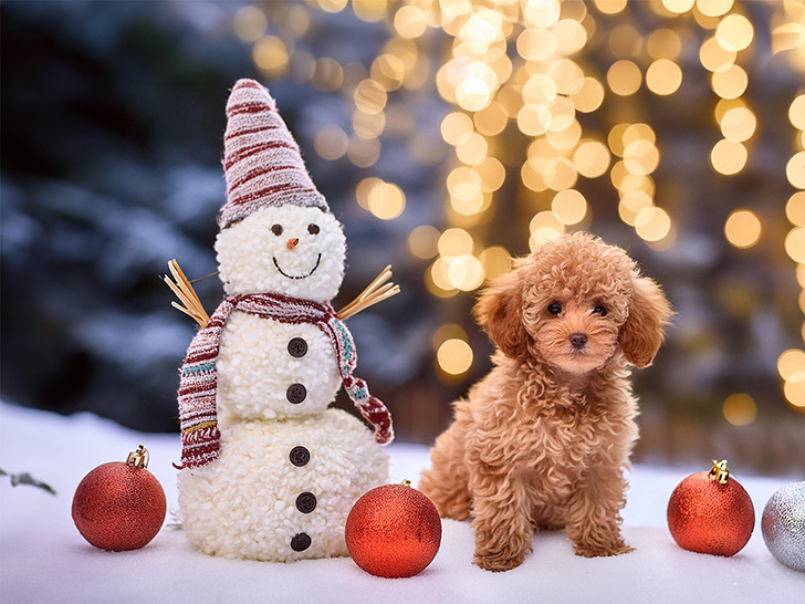 雪だるまと並んで座るかわいいトイプードルの子犬