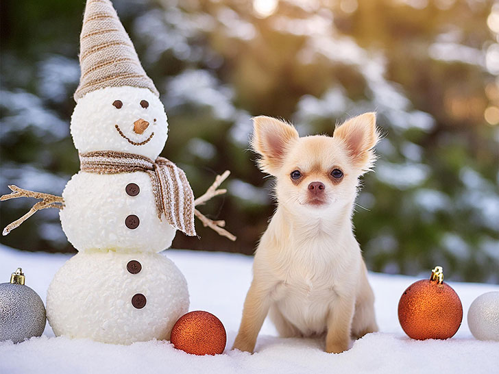 雪だるまと並んで座るかわいいチワワの子犬