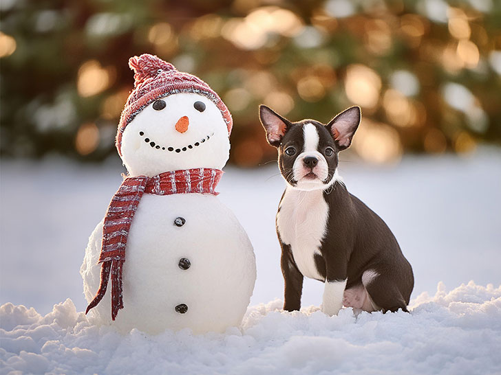 雪だるまと並んで座るかわいいボストンテリアの子犬