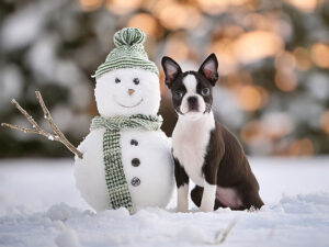 雪だるまと並んで座るかわいいボストンテリアの子犬