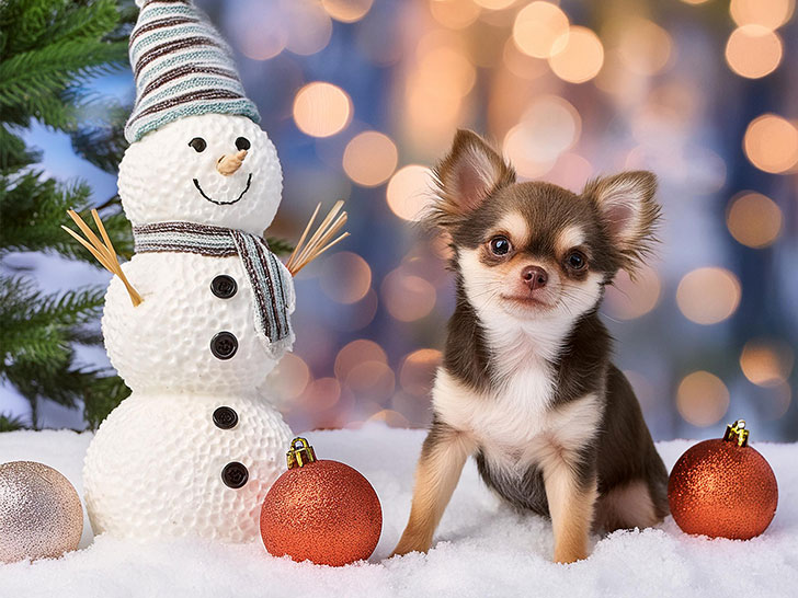 雪だるまと並んで座るかわいいチワワの子犬