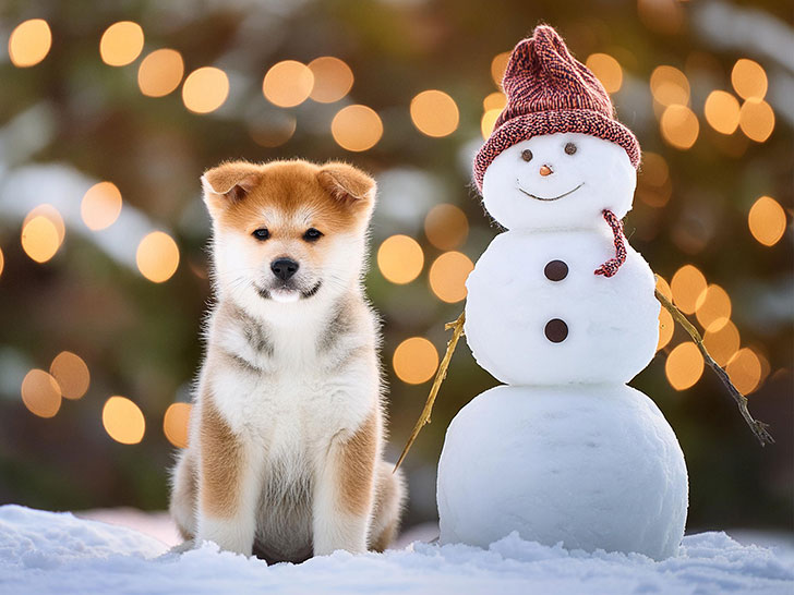 雪だるまと並んで座るかわいい秋田犬の子犬