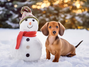 雪だるまと並んで座るかわいいミニチュアダックスの子犬