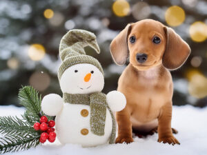 雪だるまと並んで座るかわいいミニチュアダックスの子犬