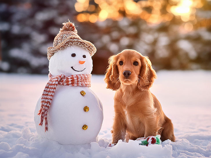 雪だるまと並んで座るかわいいミニチュアダックスの子犬