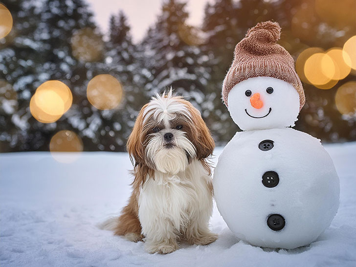 雪だるまと並んで座るかわいいシーズーの子犬