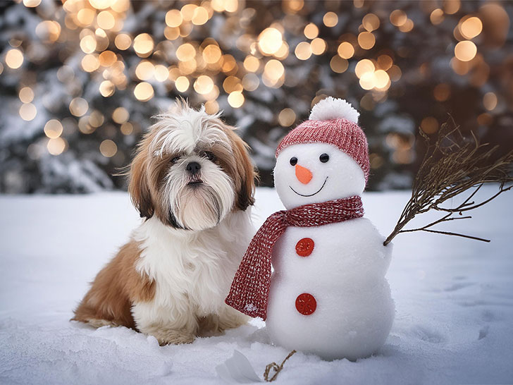 雪だるまと並んで座るかわいいシーズーの子犬