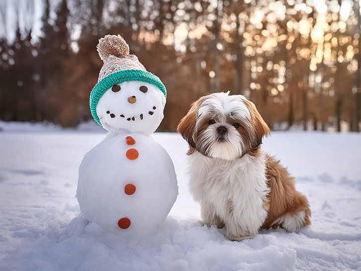 雪だるまと並んで座るかわいいシーズーの子犬