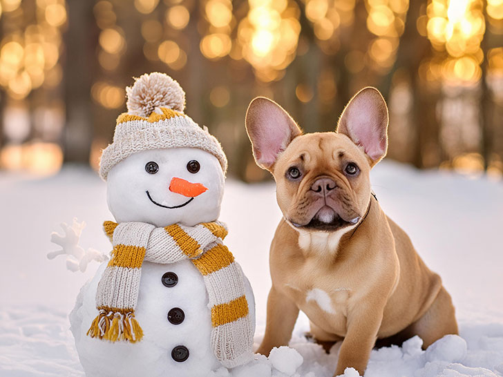 雪だるまと並んで座るかわいいフレンチブルドッグの子犬