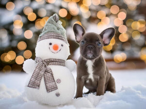 雪だるまと並んで座るかわいいフレンチブルドッグの子犬