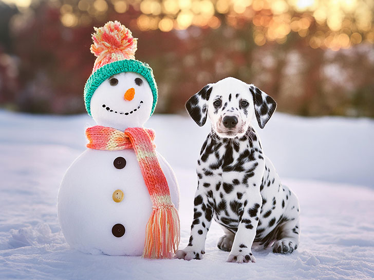 雪だるまと並んで座るかわいいダルメシアンの子犬