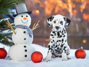 雪だるまと並んで座るかわいいダルメシアンの子犬