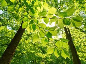 新緑の木々と木漏れ日