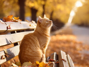 公園のベンチで落ち葉を見上げる茶トラのネコ