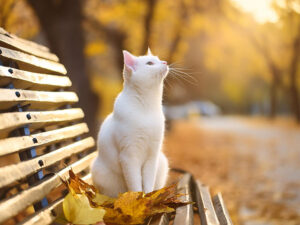 公園のベンチで落ち葉を見上げる白ネコ