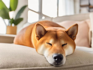 日の当たるリビングで昼寝をする柴犬