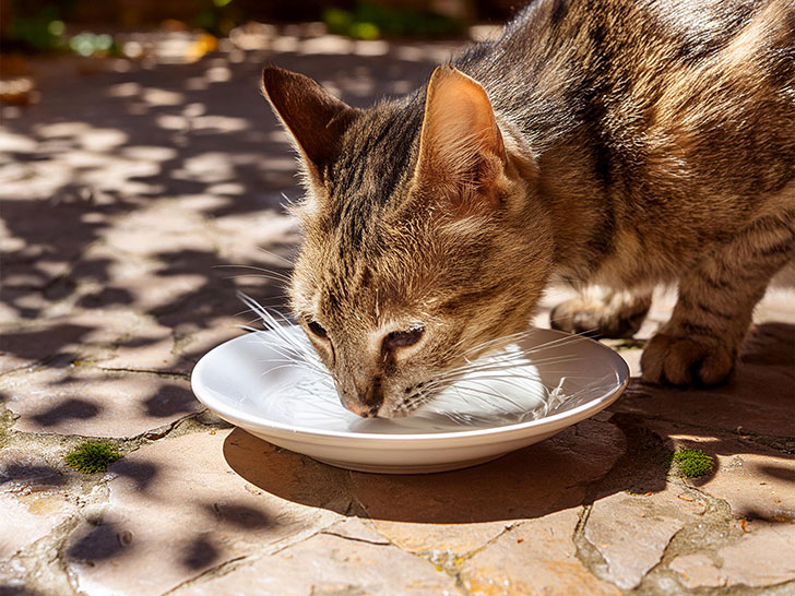 お皿から水を飲むネコ