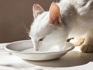 お皿から水を飲むネコ