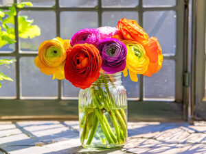 ガラスの花瓶にいけられたラナンキュラスの花