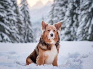 雪の中に座るかわいい子犬