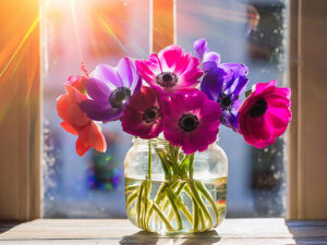 ガラスの花瓶にいけられたアネモネの花