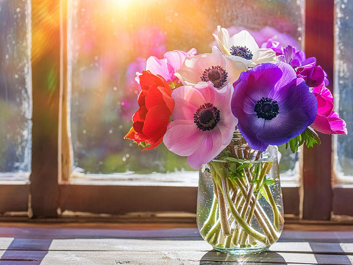 ガラスの花瓶にいけられたアネモネの花