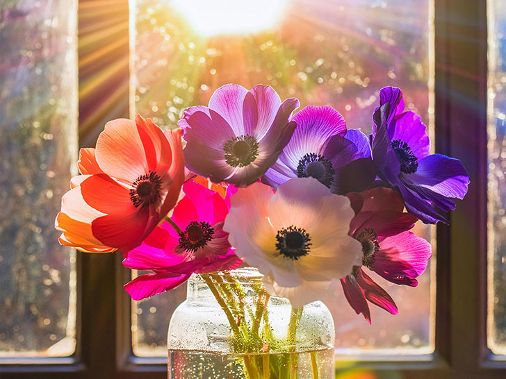 ガラスの花瓶にいけられたアネモネの花