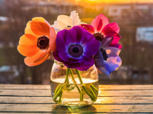 ガラスの花瓶にいけられたアネモネの花