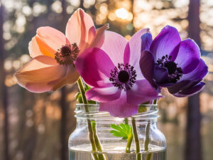 ガラスの花瓶にいけられたアネモネの花