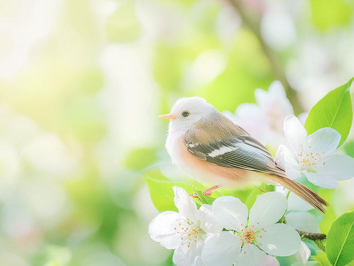 桜の花とかわいい小鳥