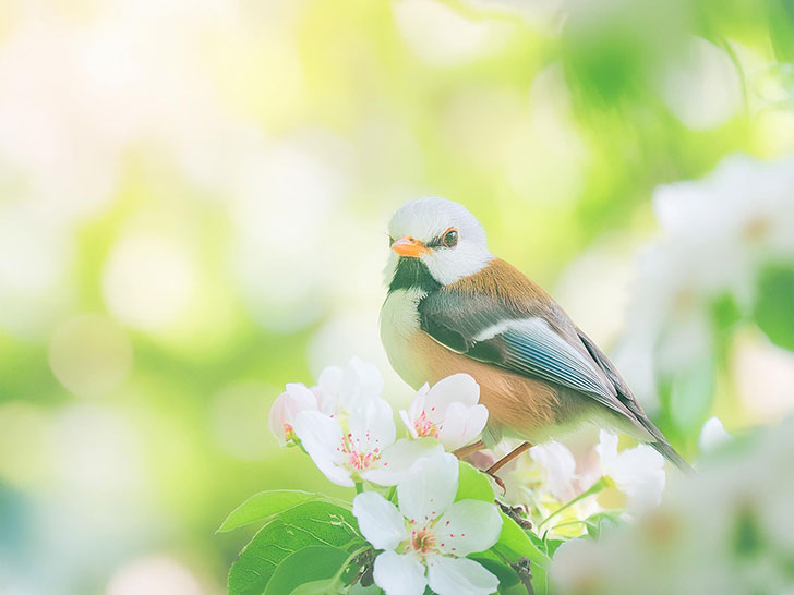 桜の花とかわいい小鳥