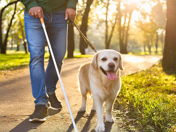 盲導犬と歩く白杖の男性の足元