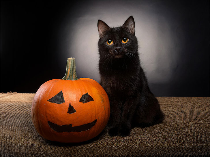 ハロウィンのカボチャと黒猫