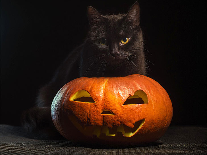 ハロウィンのカボチャと黒猫