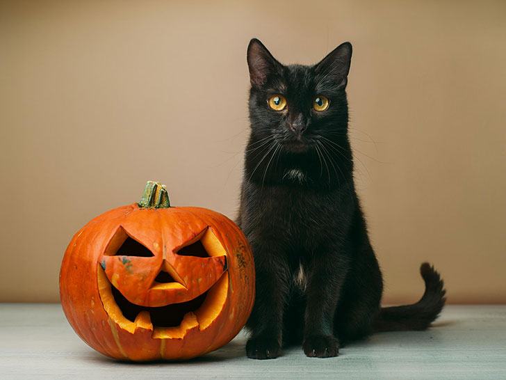 ハロウィンのカボチャと黒猫