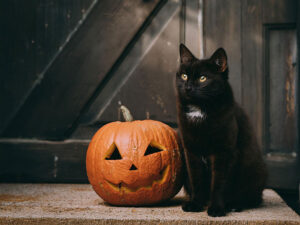 ハロウィンのカボチャと黒猫