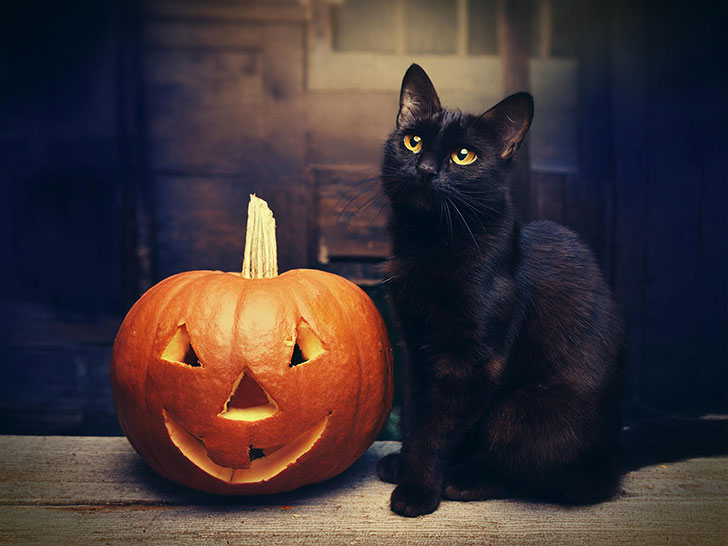 ハロウィンのカボチャと黒猫