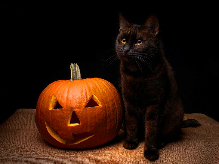 ハロウィンのカボチャと黒猫