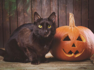 ハロウィンのカボチャと黒猫