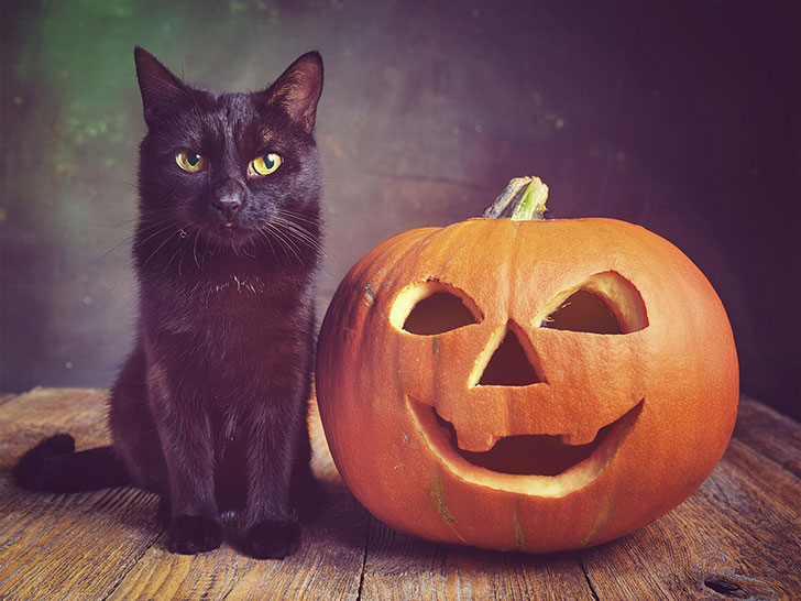 ハロウィンのカボチャと黒猫