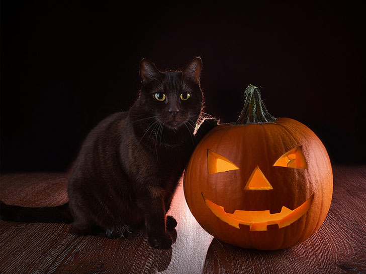 ハロウィンのカボチャと黒猫