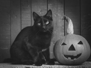 ハロウィンのカボチャと黒猫