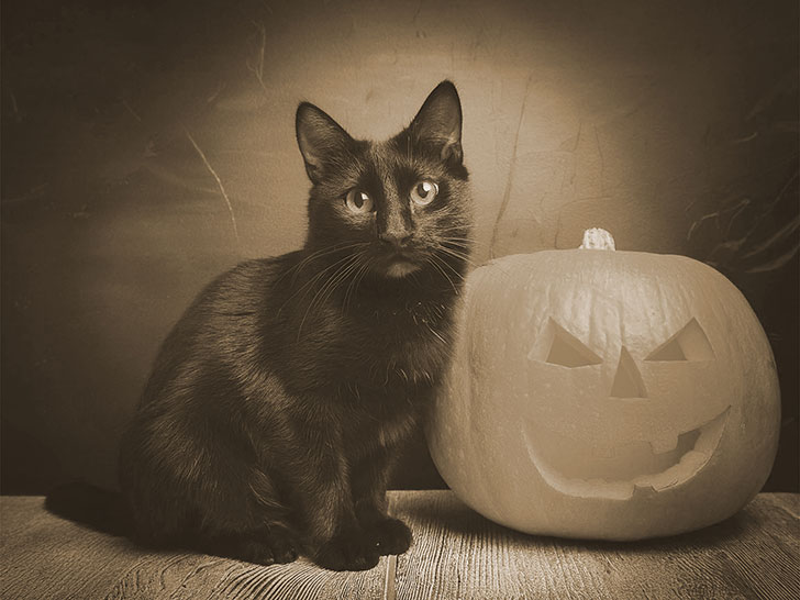 ハロウィンのカボチャと黒猫