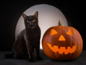 ハロウィンのカボチャと黒猫