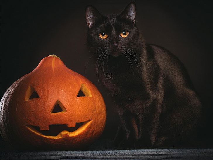 ハロウィンのカボチャと黒猫