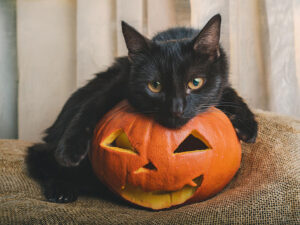 ハロウィンのカボチャと黒猫